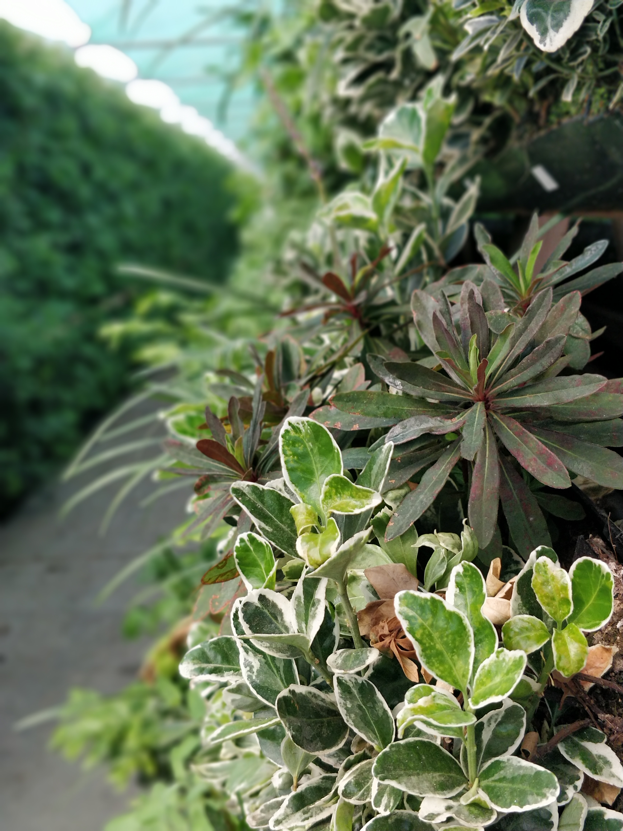 Nahaufnahme von immergrünen Pflanzen - weiße und grüne Pflanzen in einer Gärtnerei