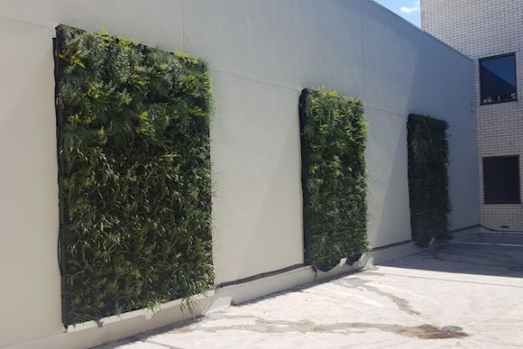 ANS first Living Wall in Australia