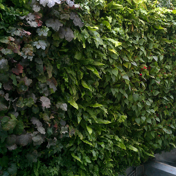 How to maintain living walls
