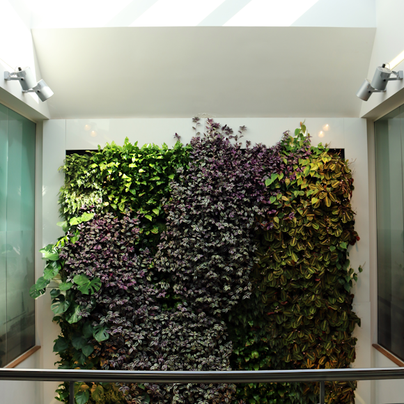 How an indoor green wall boosts your business