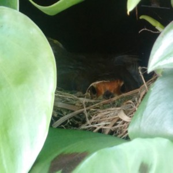 Robin’s nest in Viritopia Living Wall