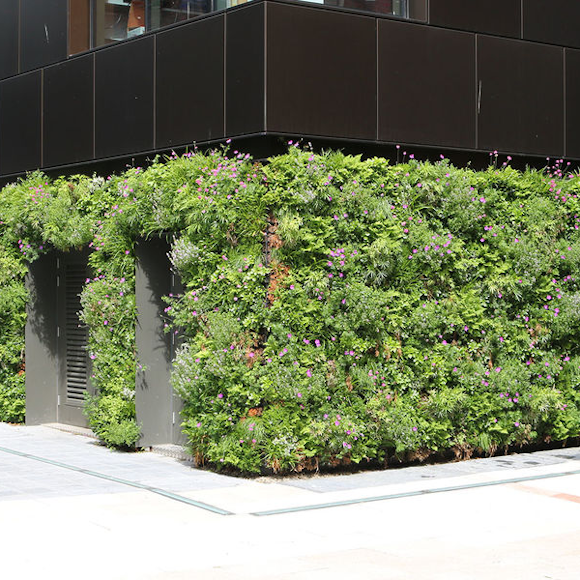 Living Walls – a growing movement in interior design