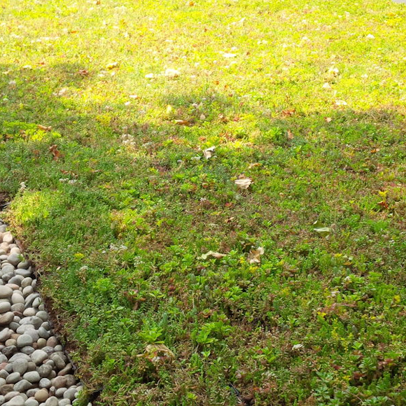 Considerations for planning a green roof