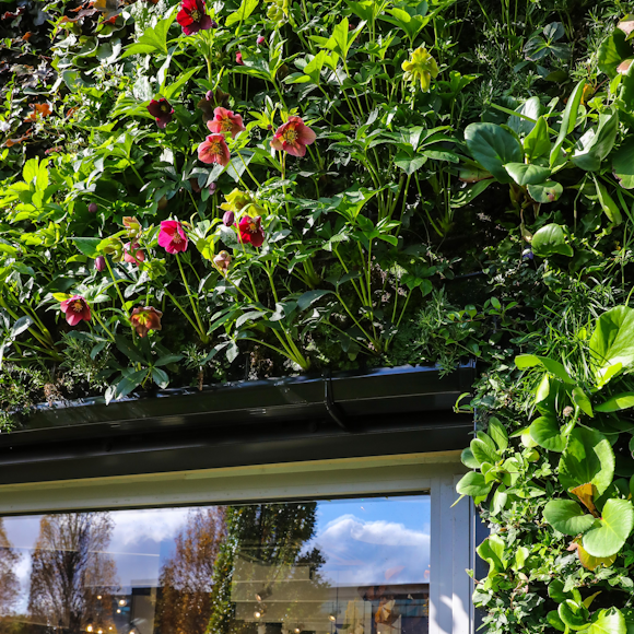 How a Living Wall Can Provide for Biodiversity in our Urban Spaces