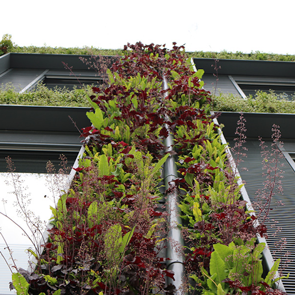 Living walls green roofs and air quality