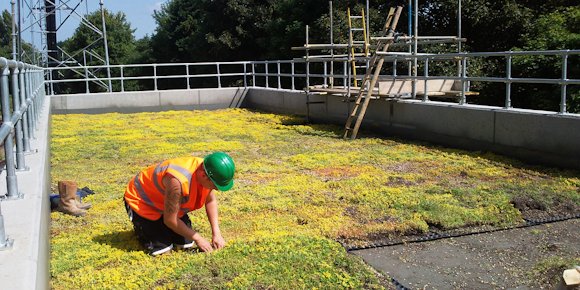 Do Green Roofs Work In A UK Climate?