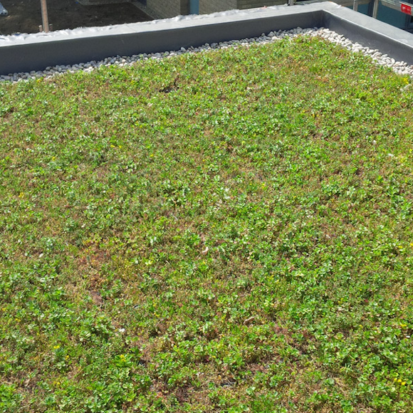 Green Roof Advantages and Disadvantages