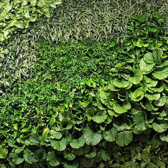 Living wall leasing now available in the UK