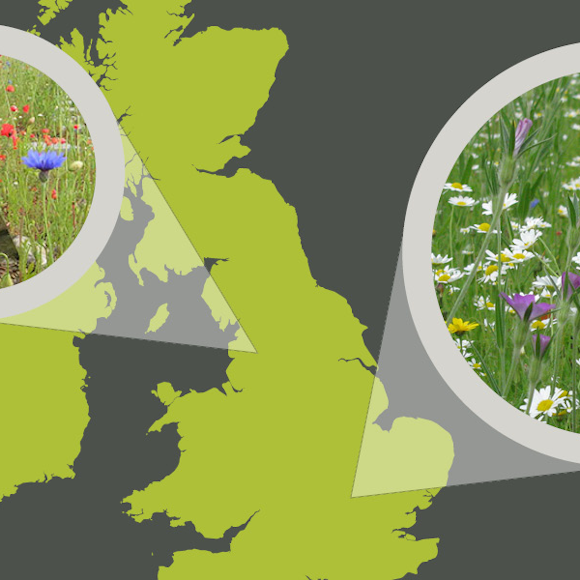 What greenery is best for your living roof?  It depends where you live.