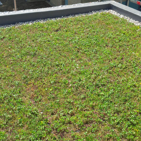 3 environmental benefits of installing a green roof