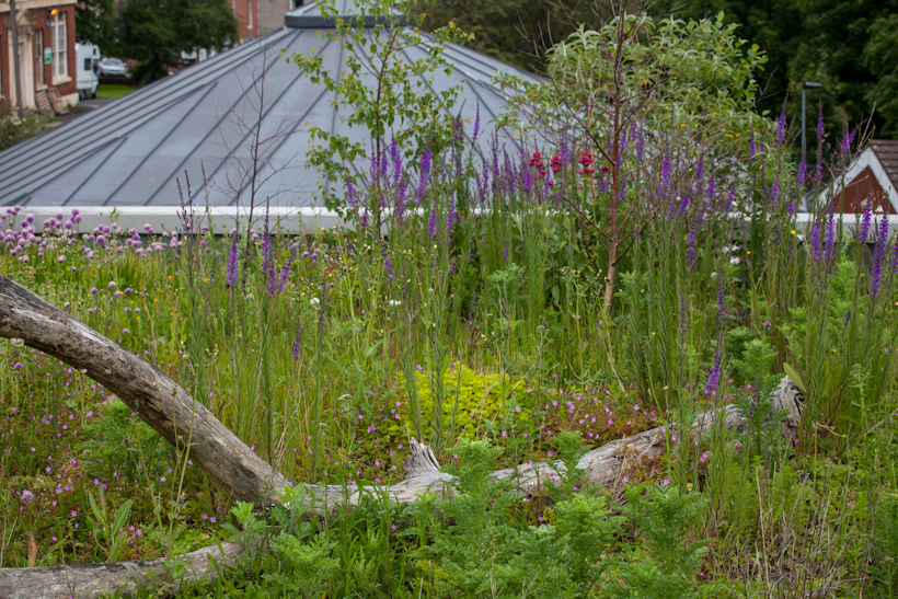 green roof project