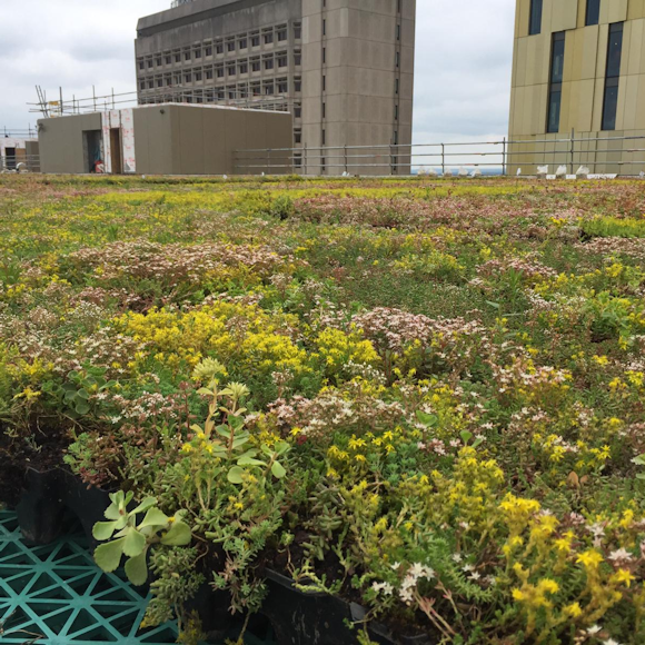 Sedum vs Wildflower green roof: Which is best for me?