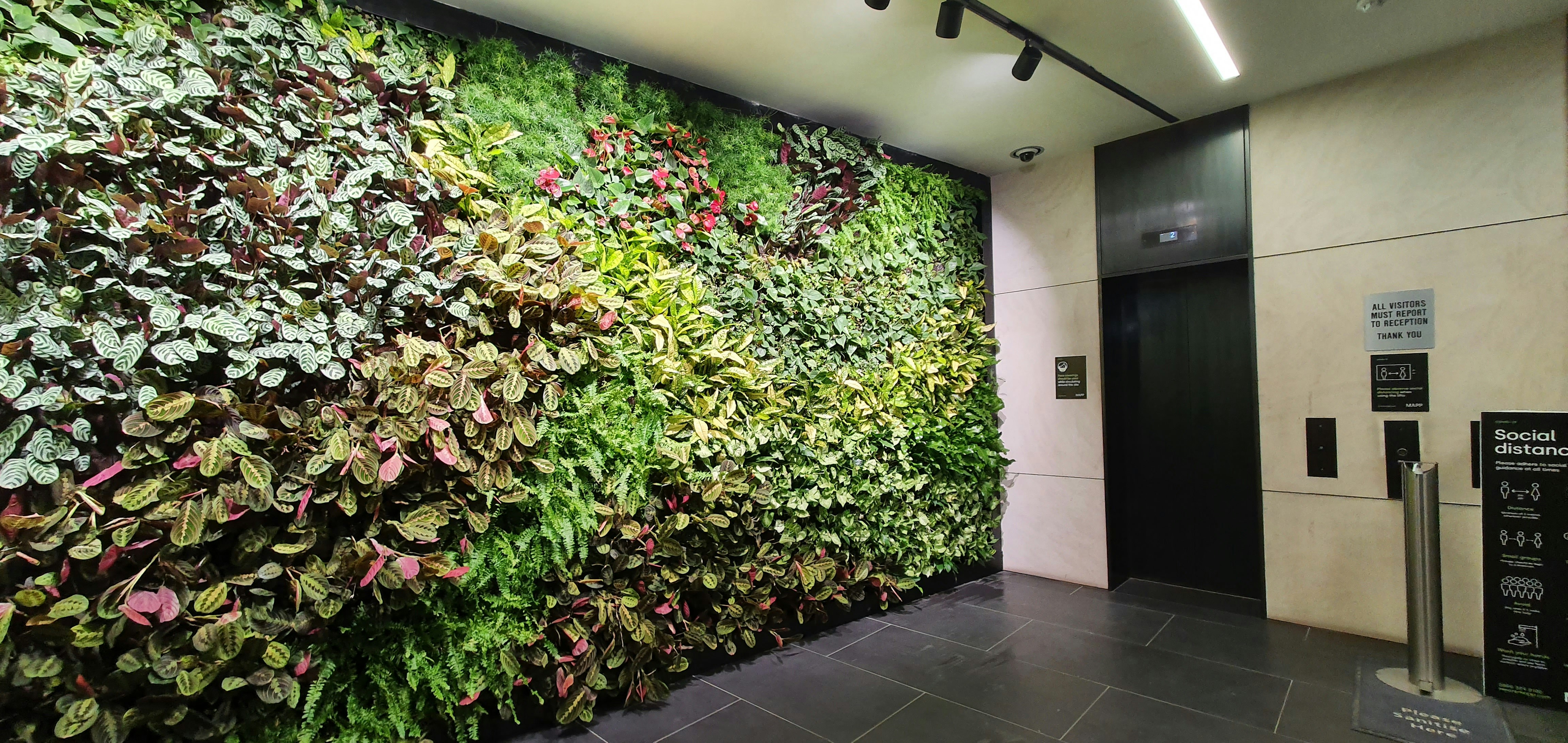 mortimer street living wall