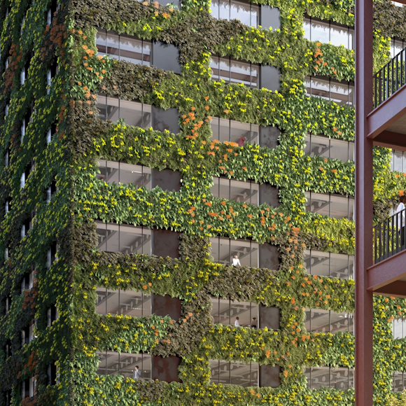 Delivering Europe’s largest living wall, in Manchester.