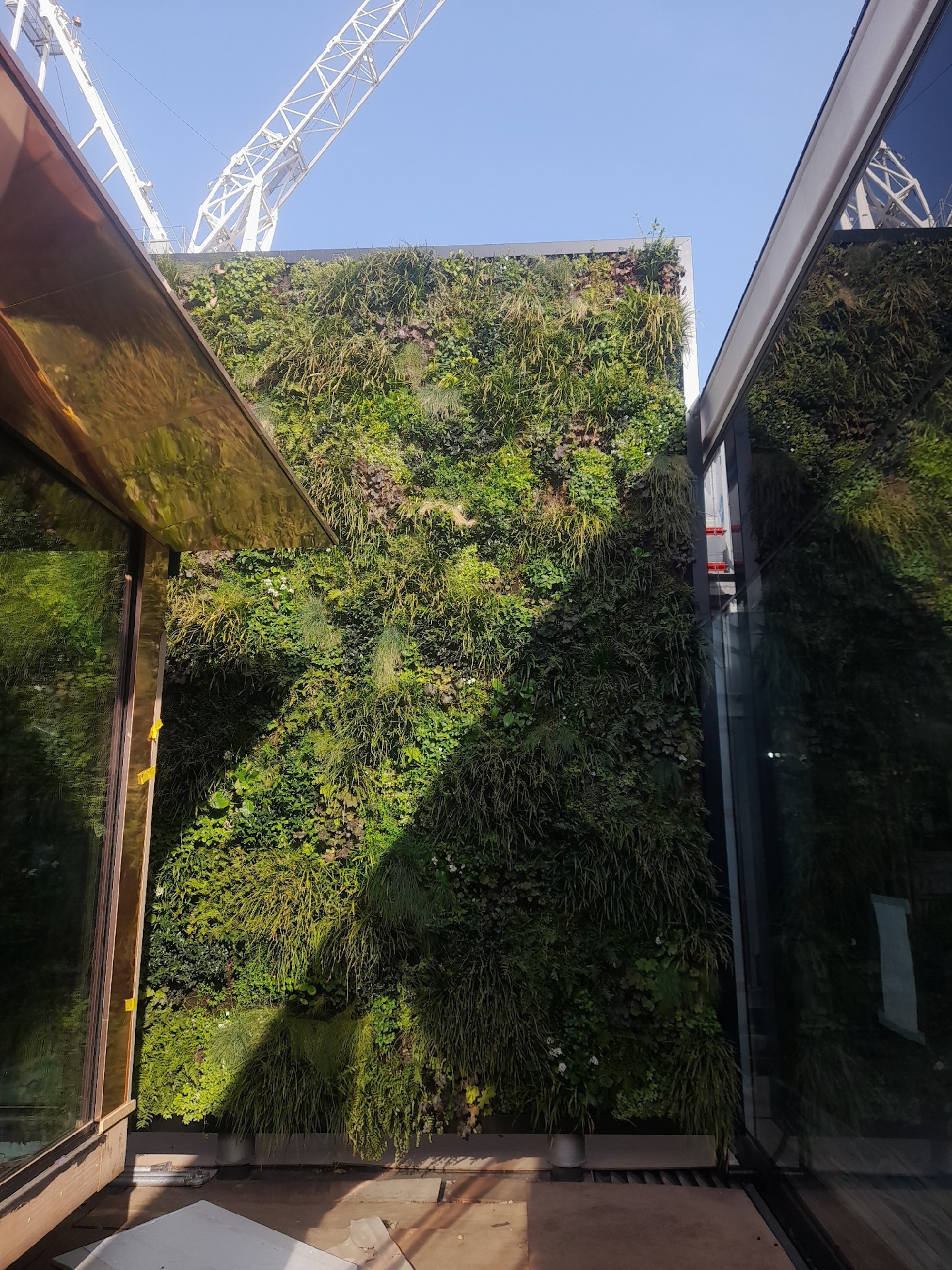 looking at a tall green wall behind a glass window