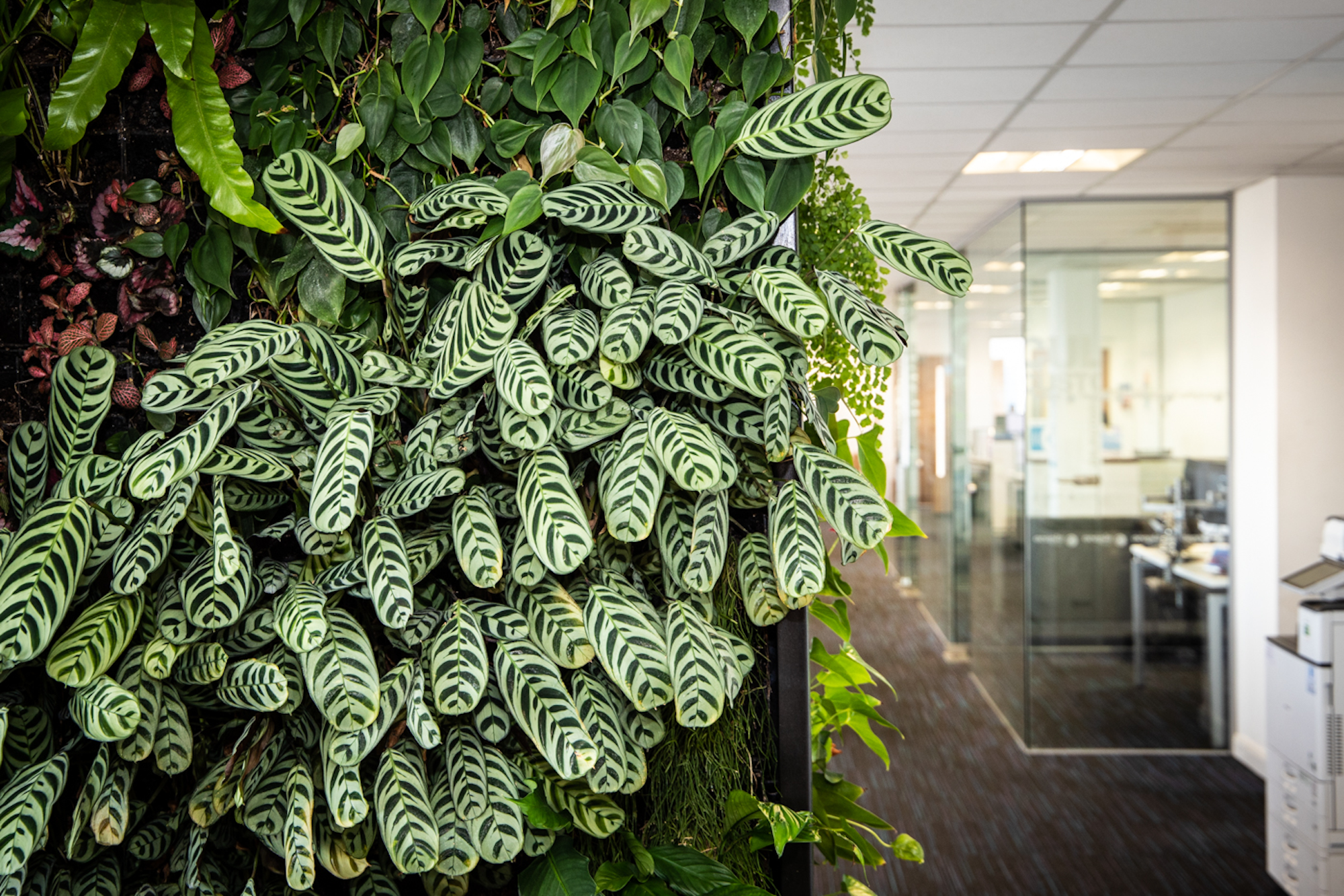 big lush interior plants in a  living wall