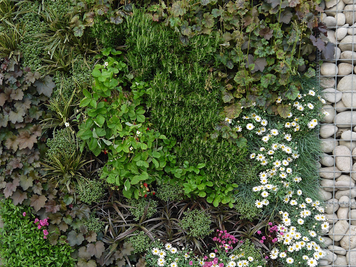 Planting Design In Living Wall