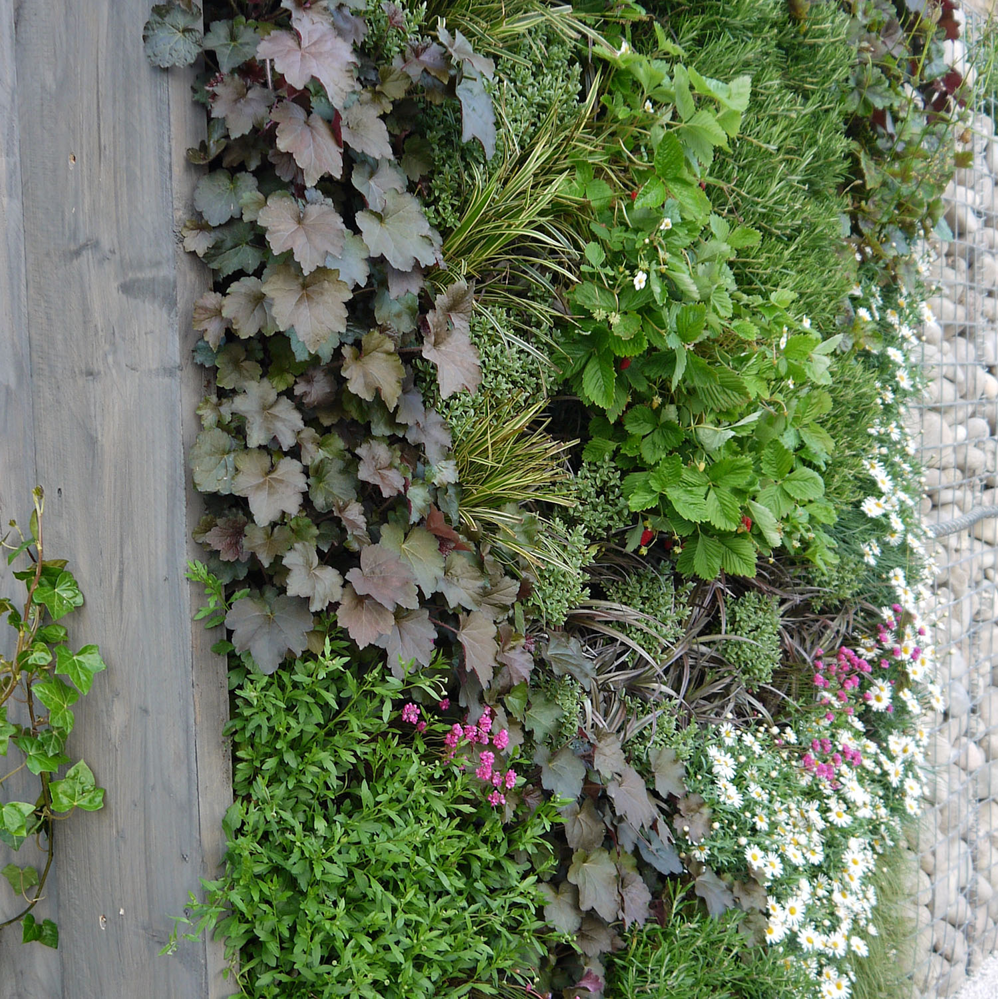 Living Wall Flowering Plants