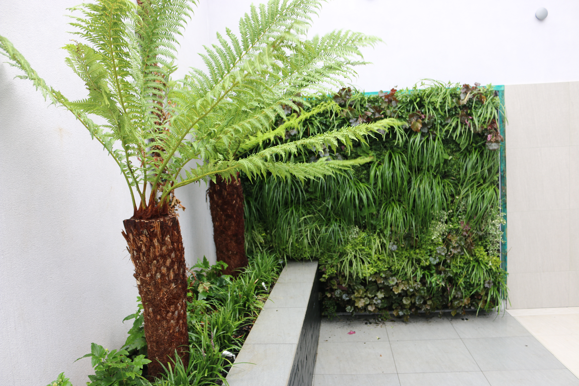 Tree Ferns and The Living Wall In The Patio Space At A Home In Jersey
