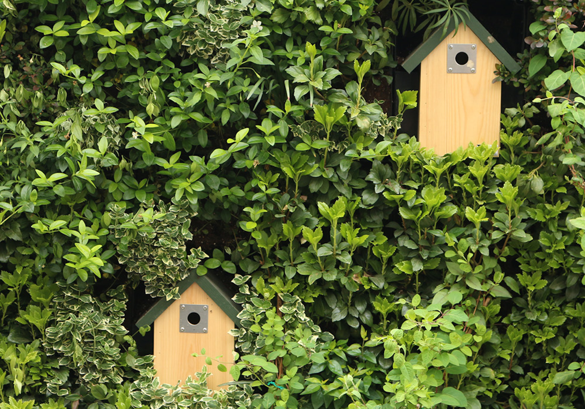 Bird Boxes In A Living Wall