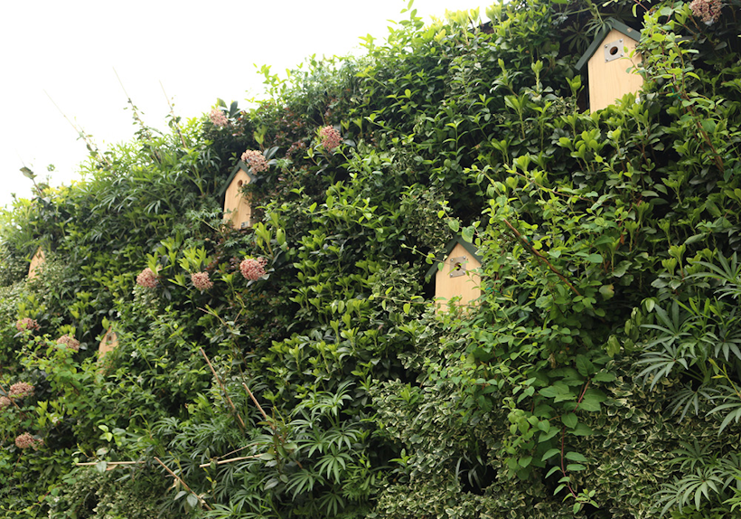 Exterior living wall with bird boxes