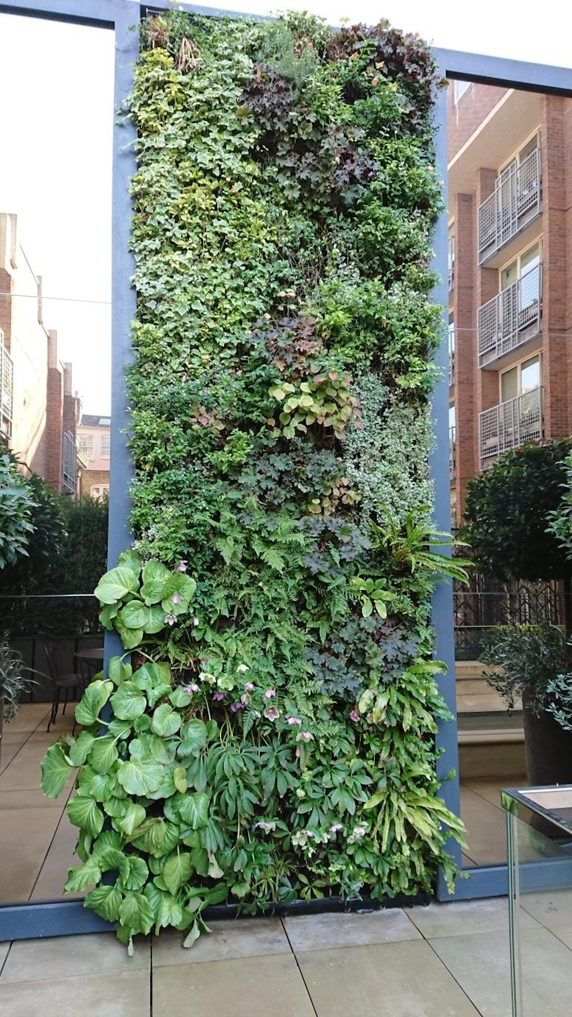 Residential Evergreen Living Wall
