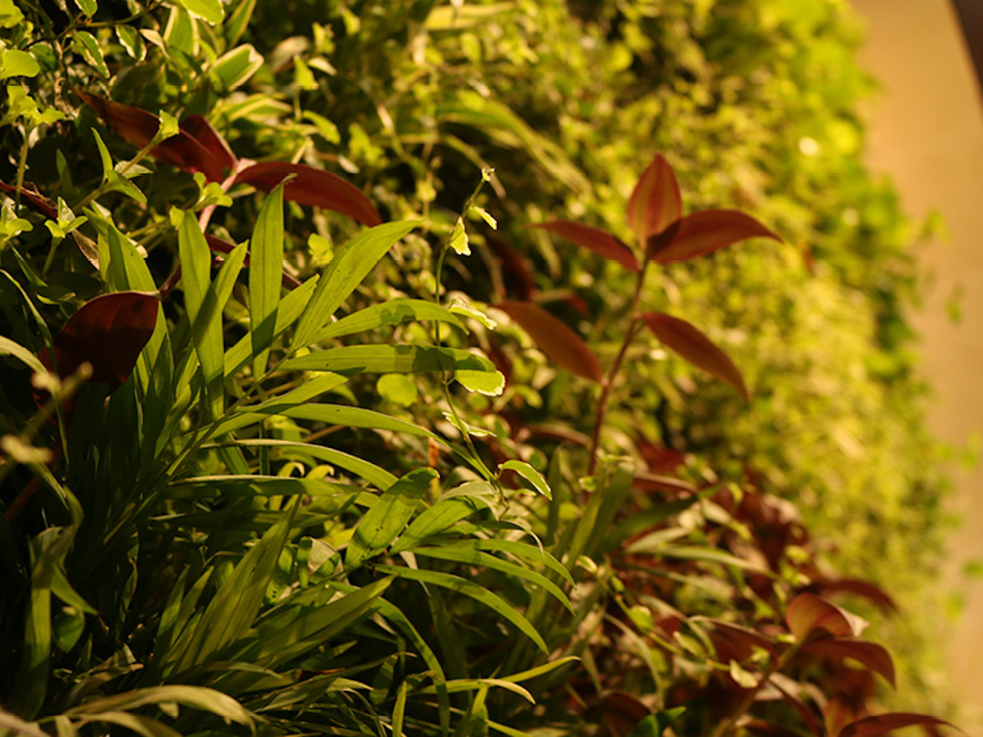 Closeup Of Living Wall Plants At Chepstow Villas