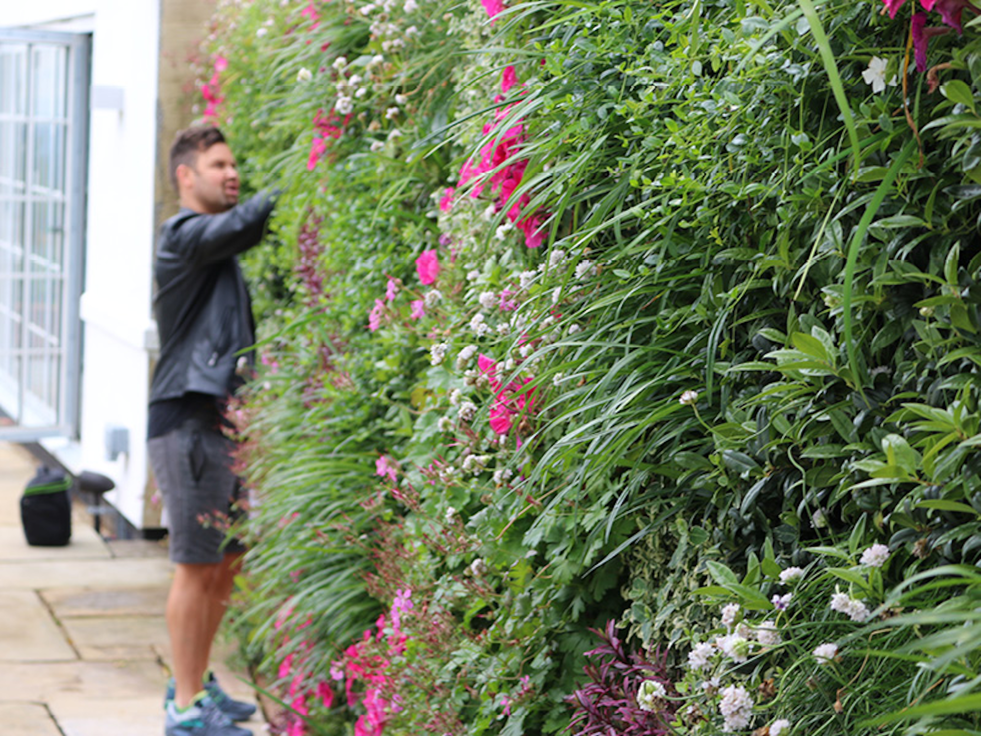 owner admiring his flowering living wall