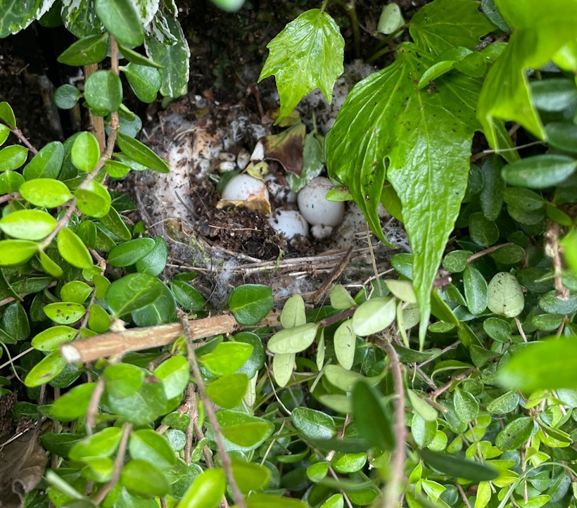 birds nest in a living wall surrounded by plants