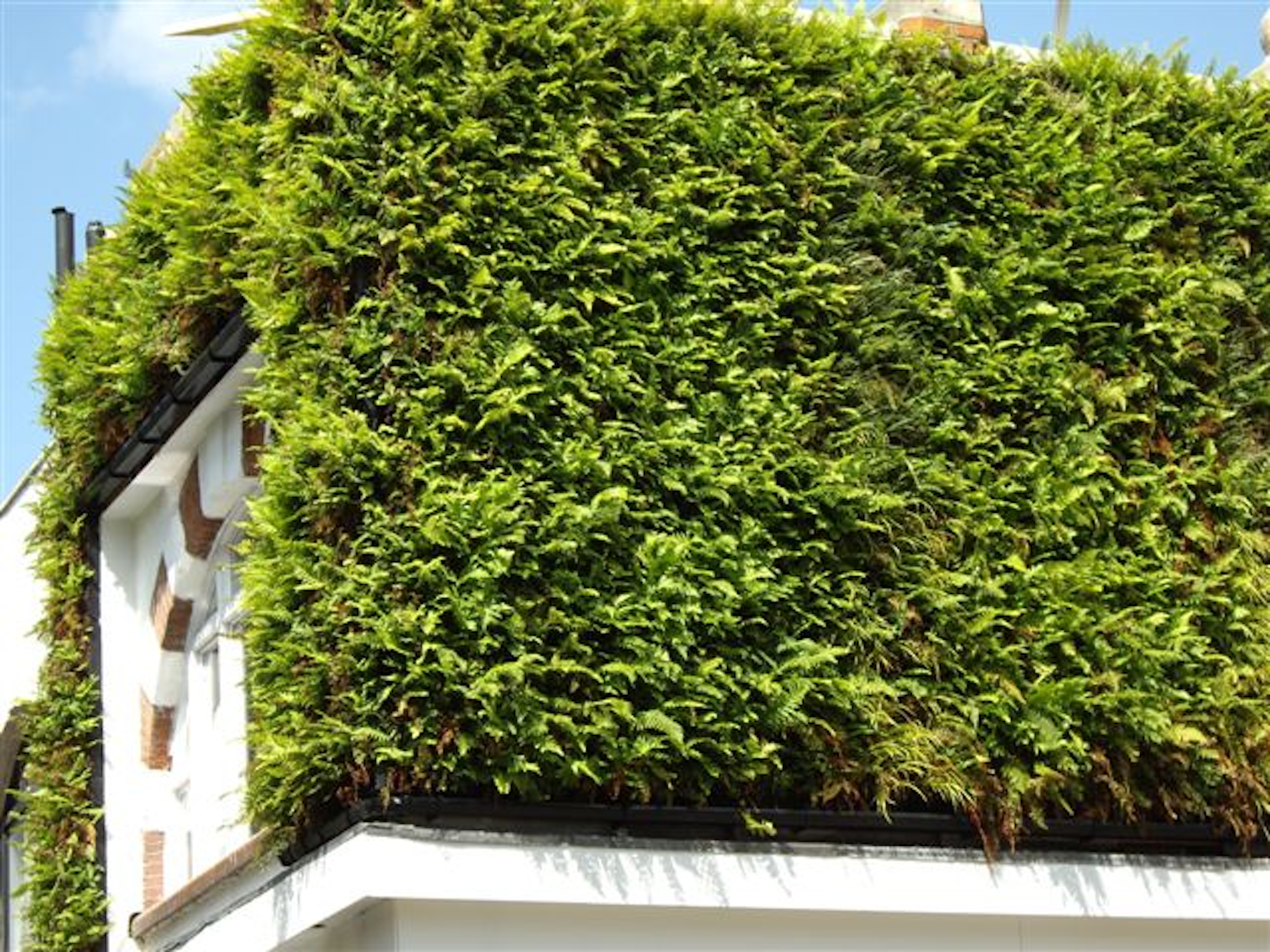 lush natural green wall wrapping round upper level of a building