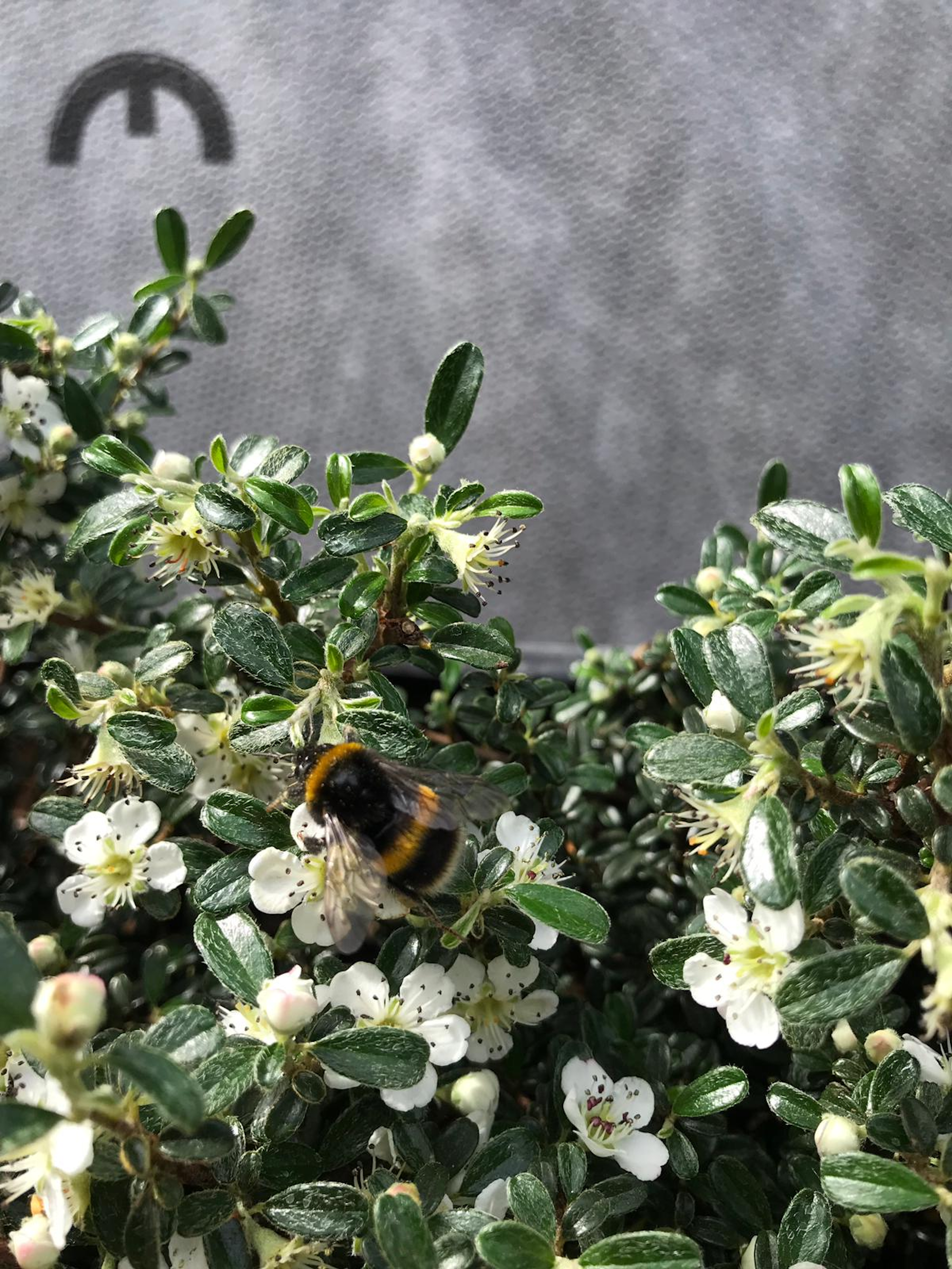 bees on the living walls at Foundation Park car park
