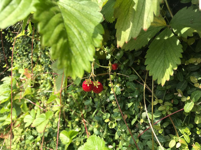 strawberries growing on a living wall