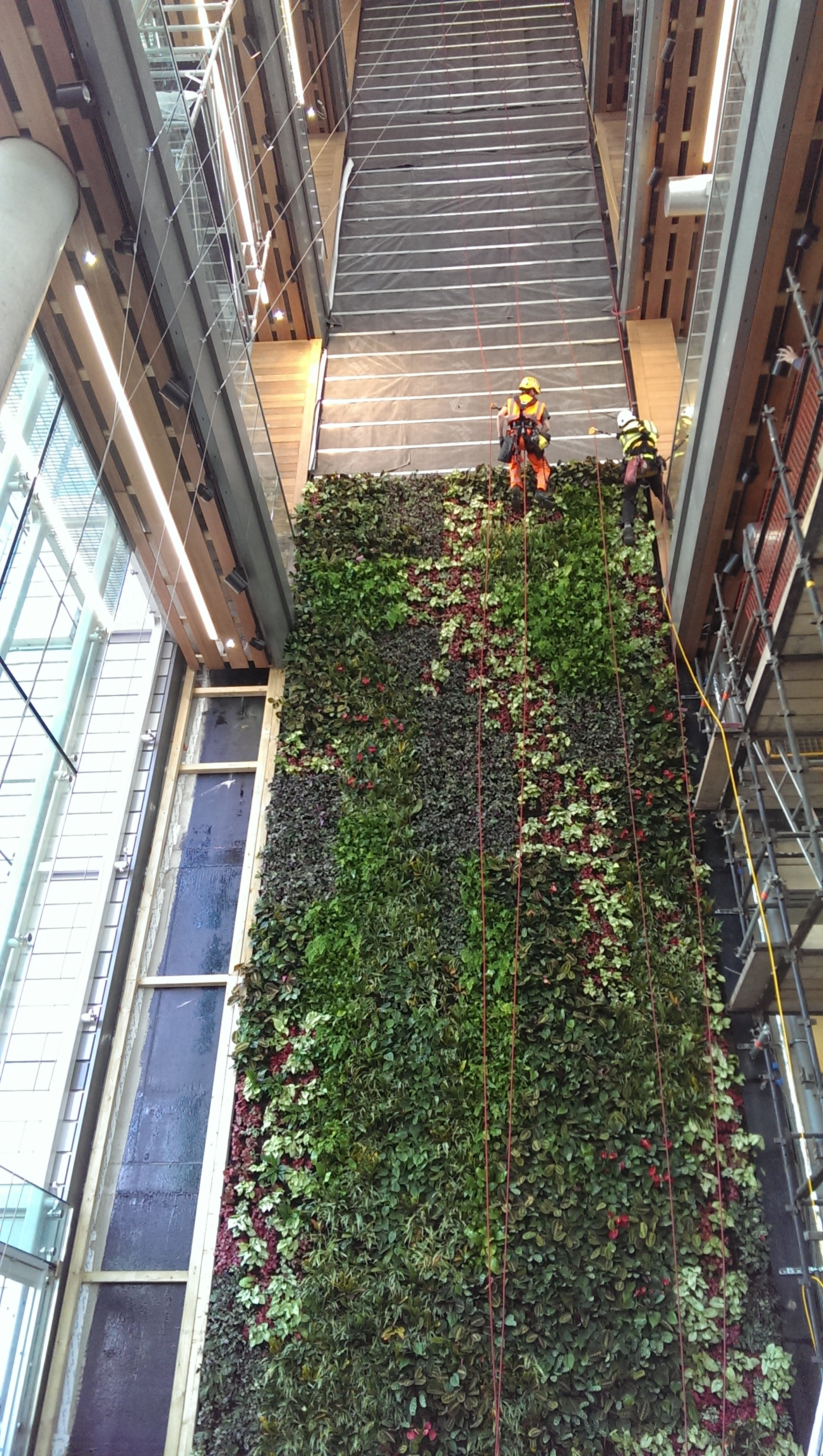 Green Living Wall Being Installed By Abseilers