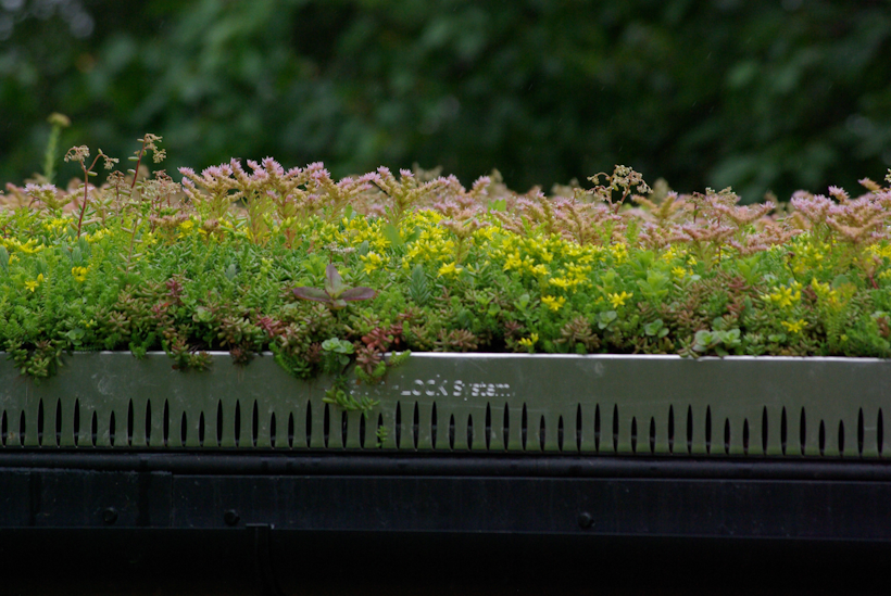 green roof irrigation