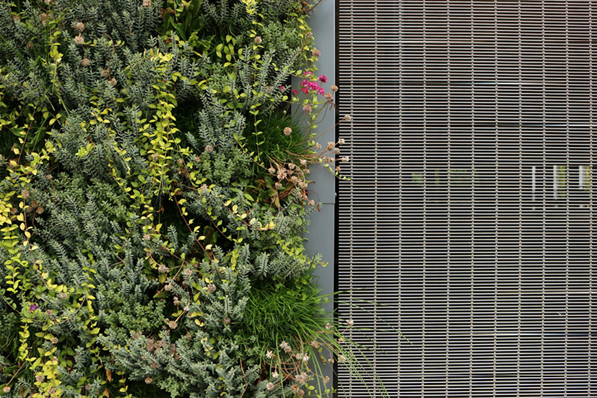 Closeup Of A Living Wall Flowers and Foliage At Granta Park Multi Storey Car Park