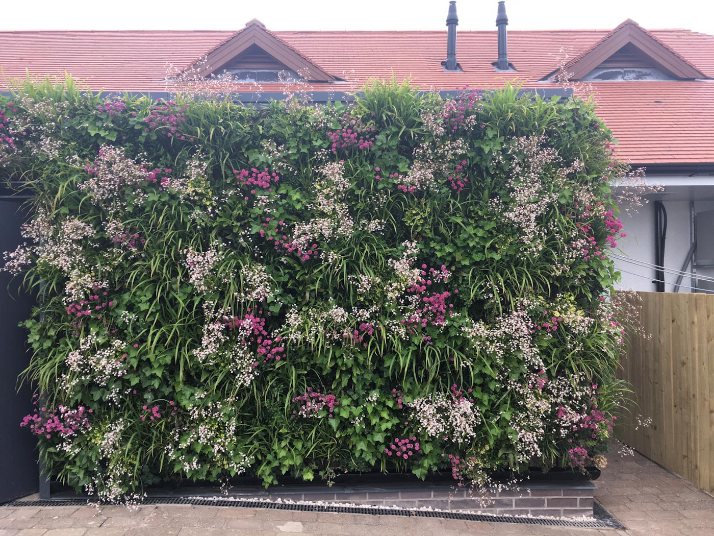 flowering living wall with pink flowers and evergreen foliage