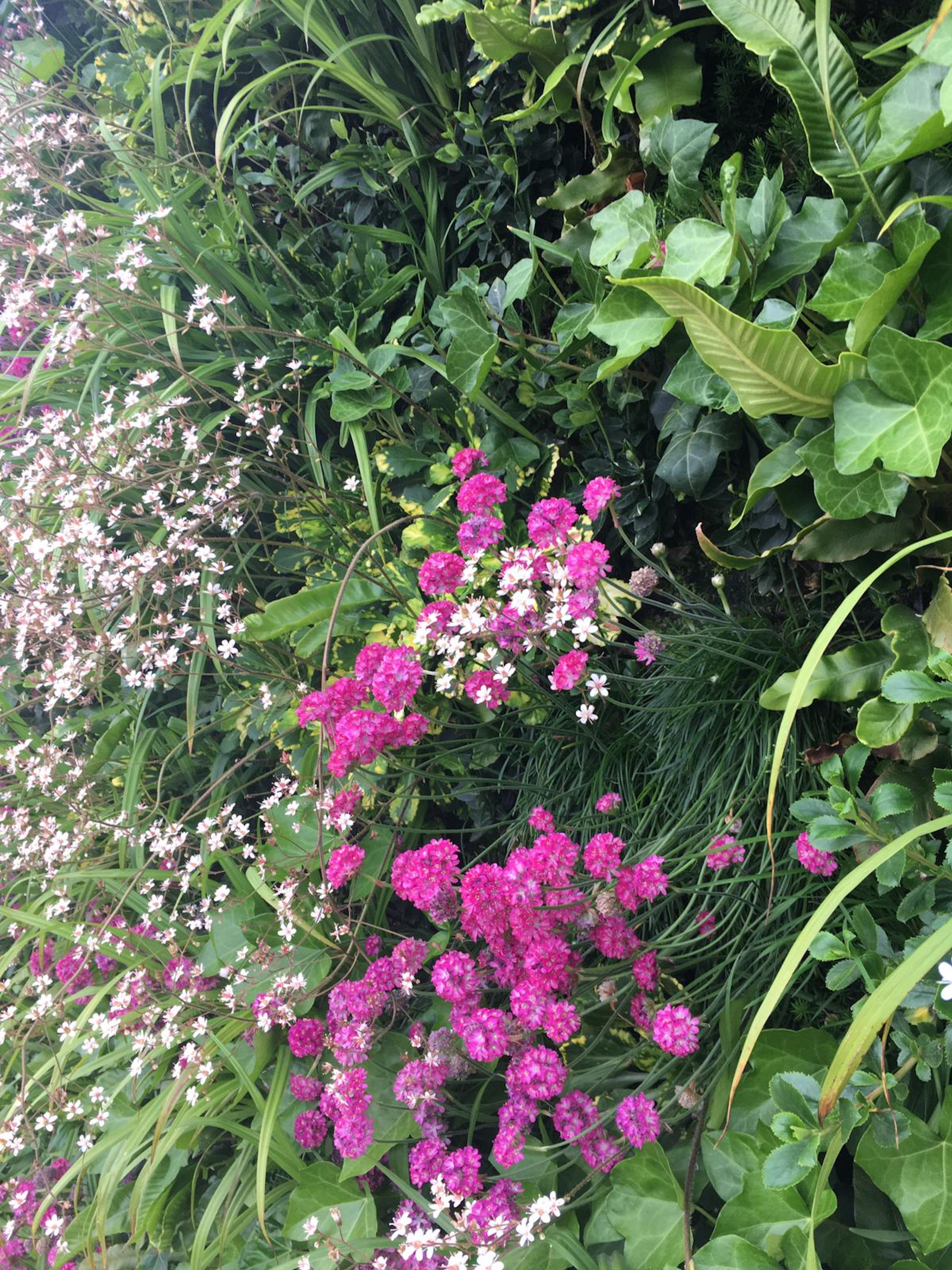 pink flowers in living wall