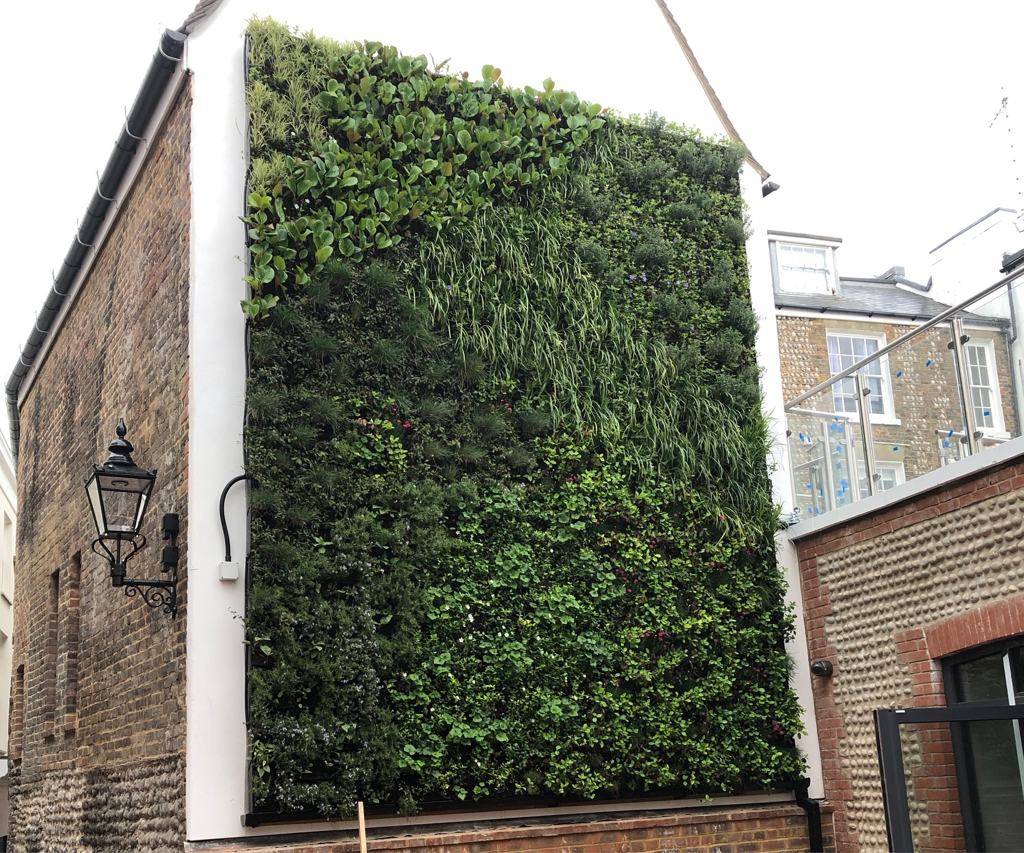 rectangle living green wall in brighton courtyard