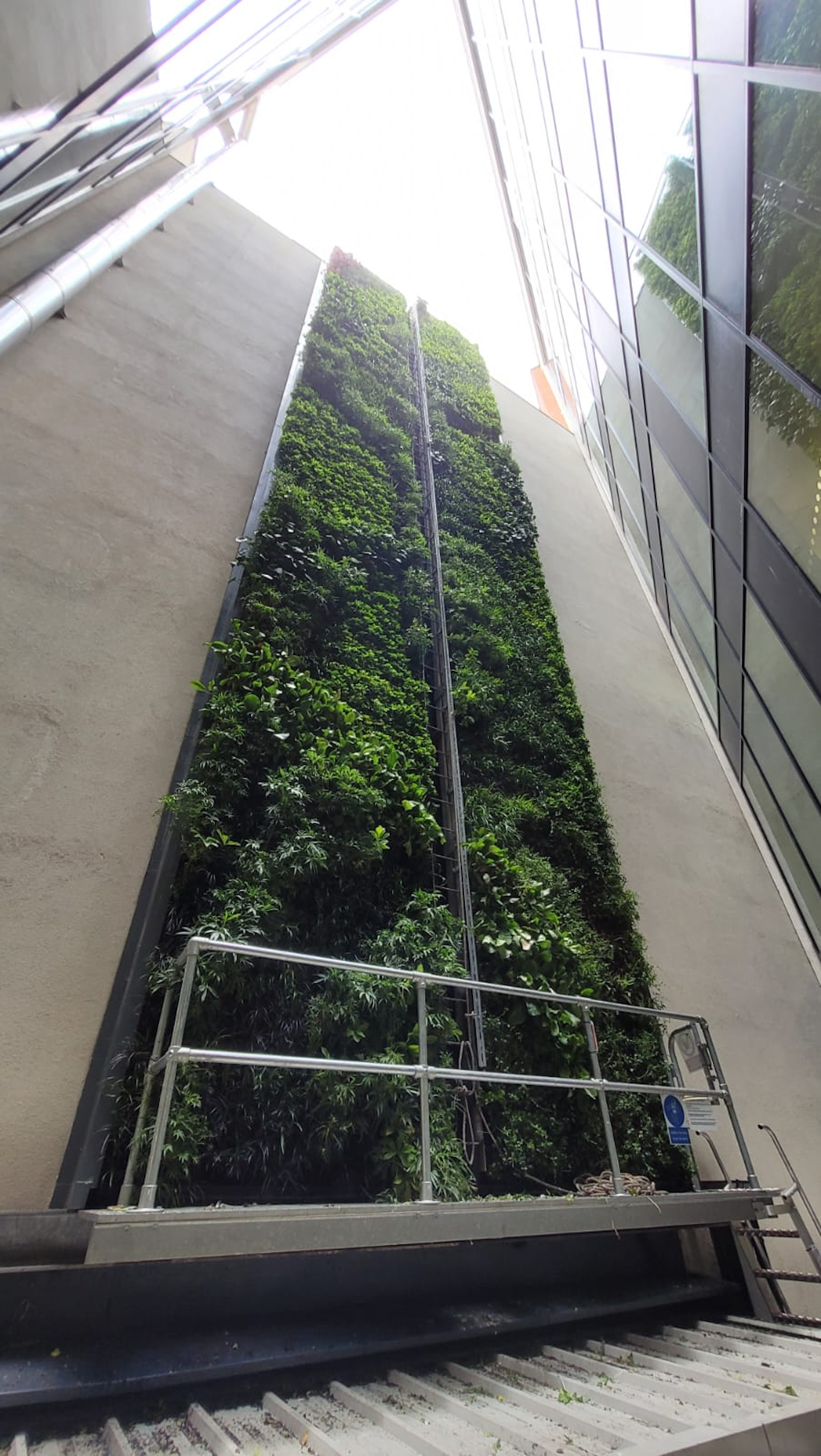 From-the-ground view of the Howick Place Living Wall
