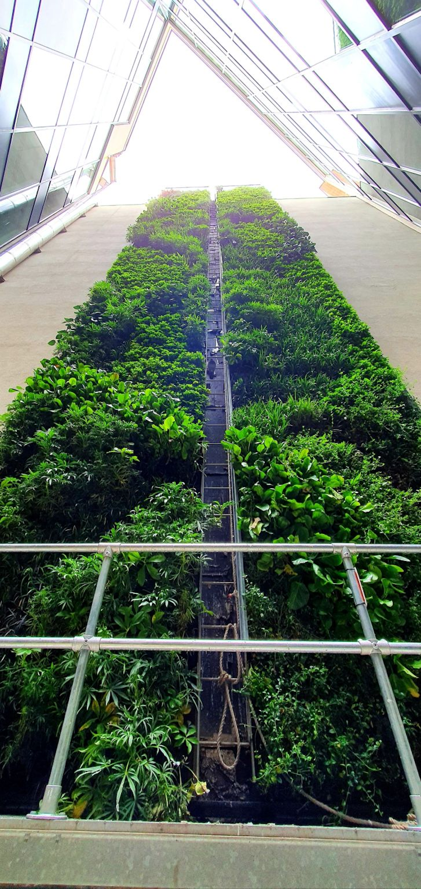 maintenance of a living wall by abseil only