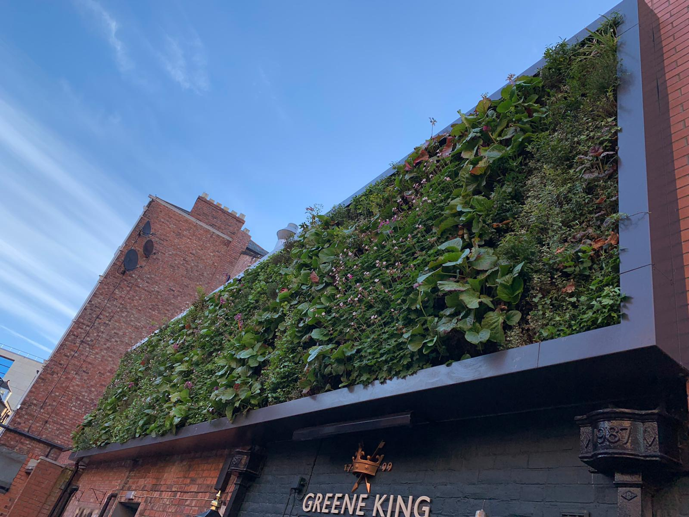 looking up at a flowering living wall above a pub