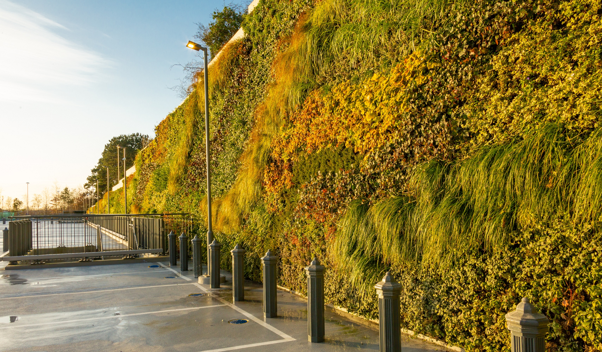 evergreen living wall stretching into the distance at a car park in ireland