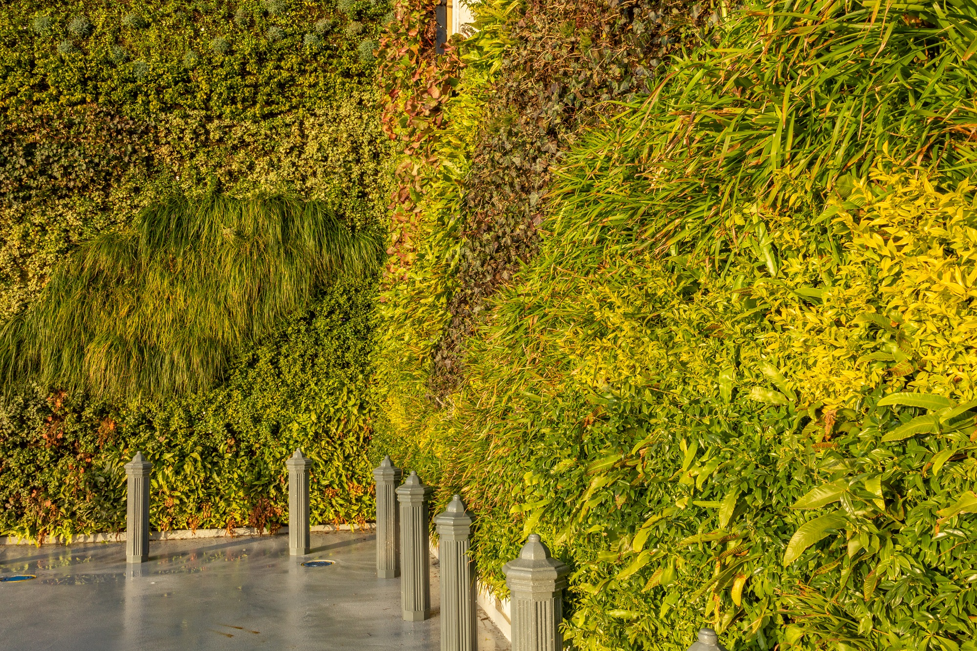 Die Bepflanzung einer natürlichen grünen Wand auf einem Parkplatz