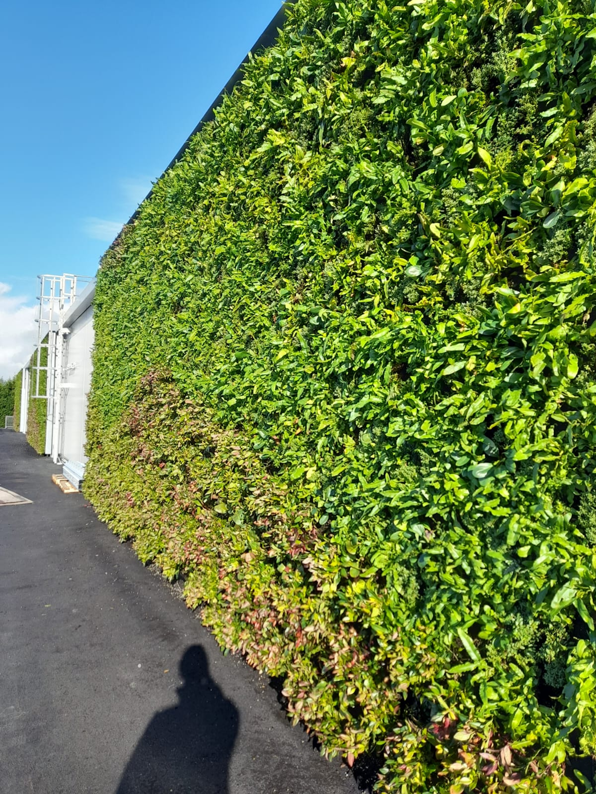 a vibrant green wall at a supermarket in full sun