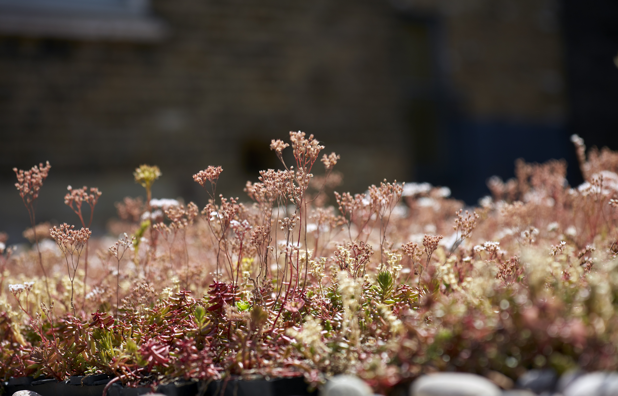 sedum and wildflower biodiverse green roof