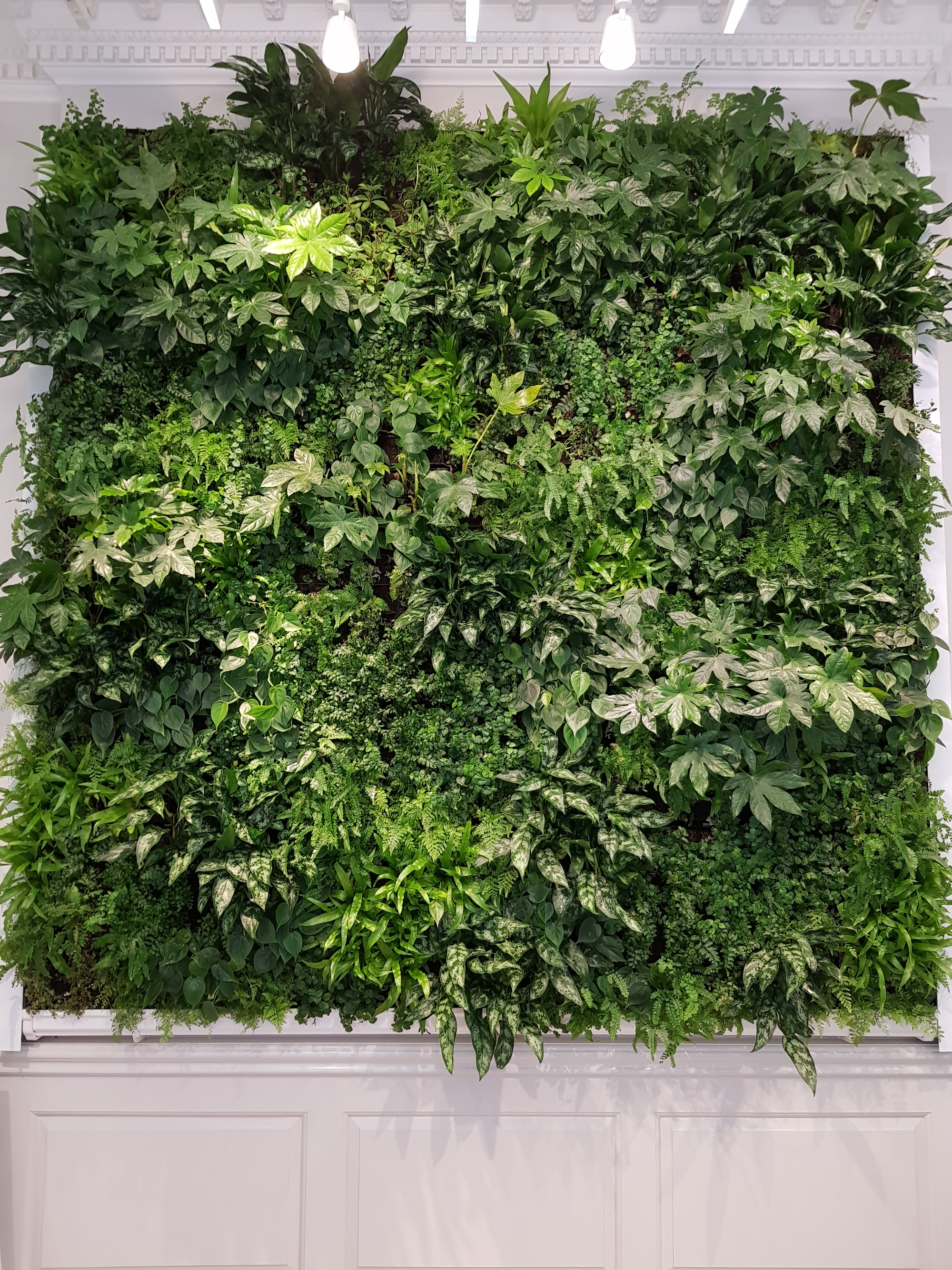 One Of The Lush Living Walls At Melissa Galeria In London's Covent Garden