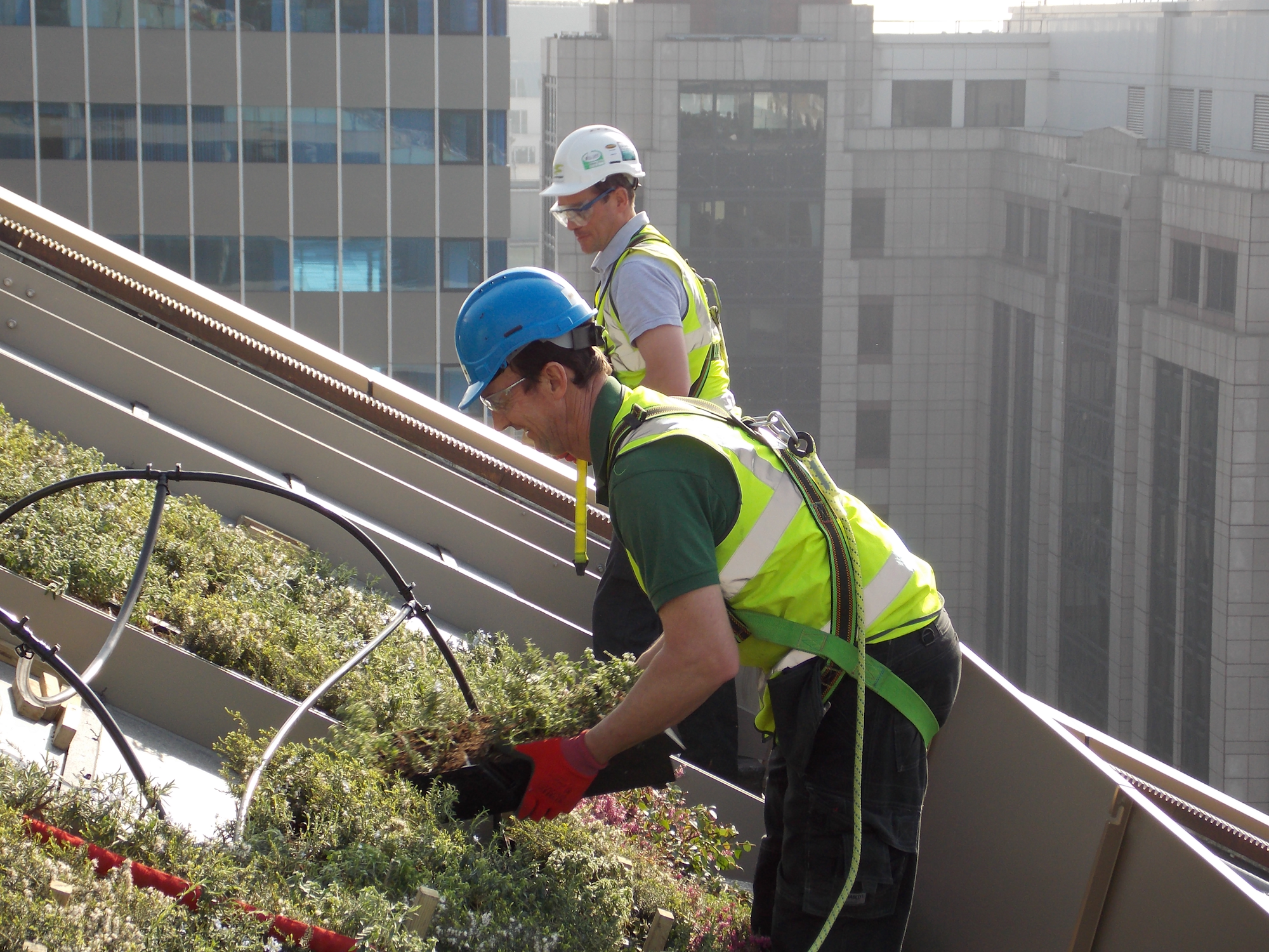 construction workers installing a living wall to a landscaped roof terrace in london