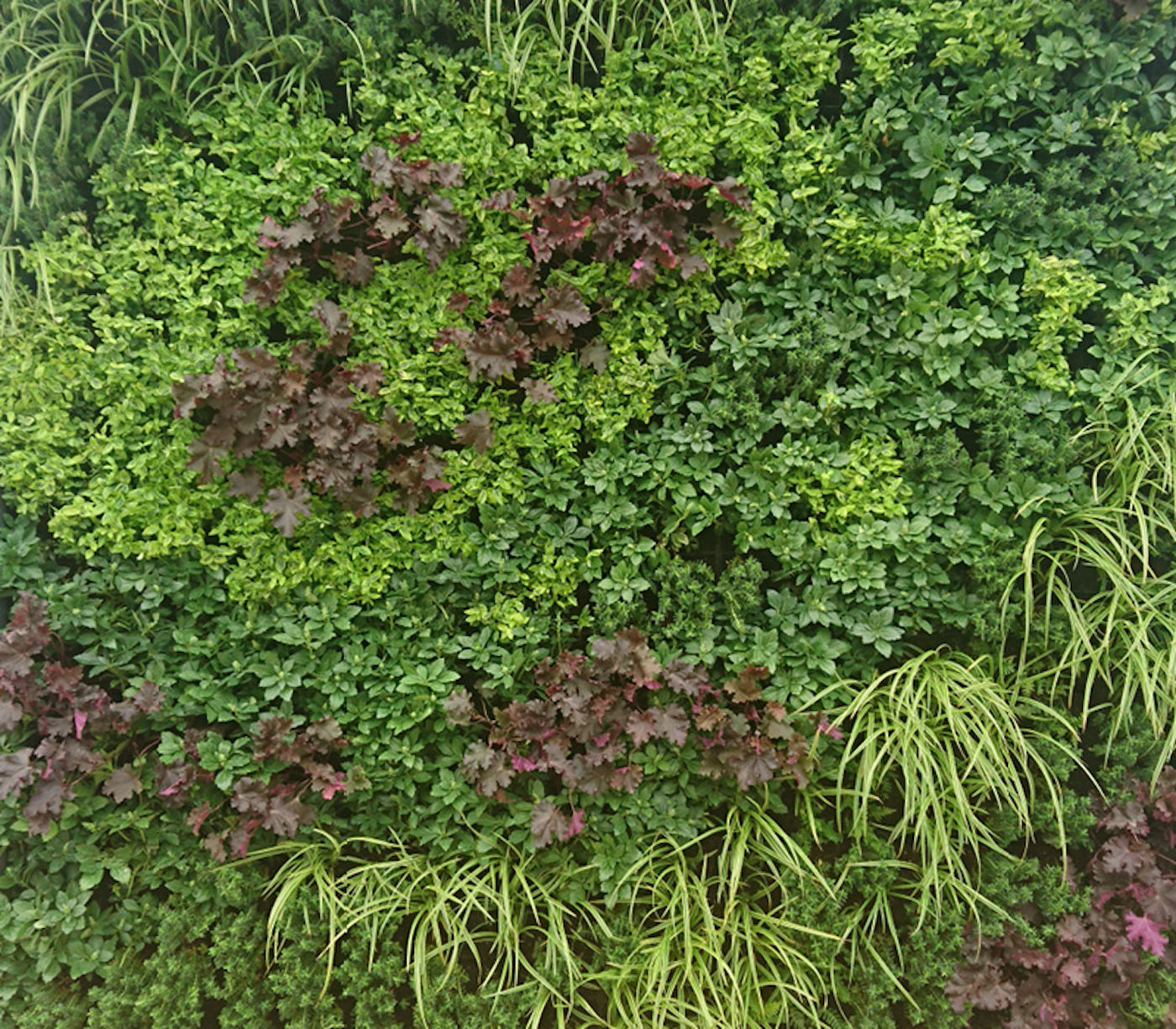 plants in a living wall