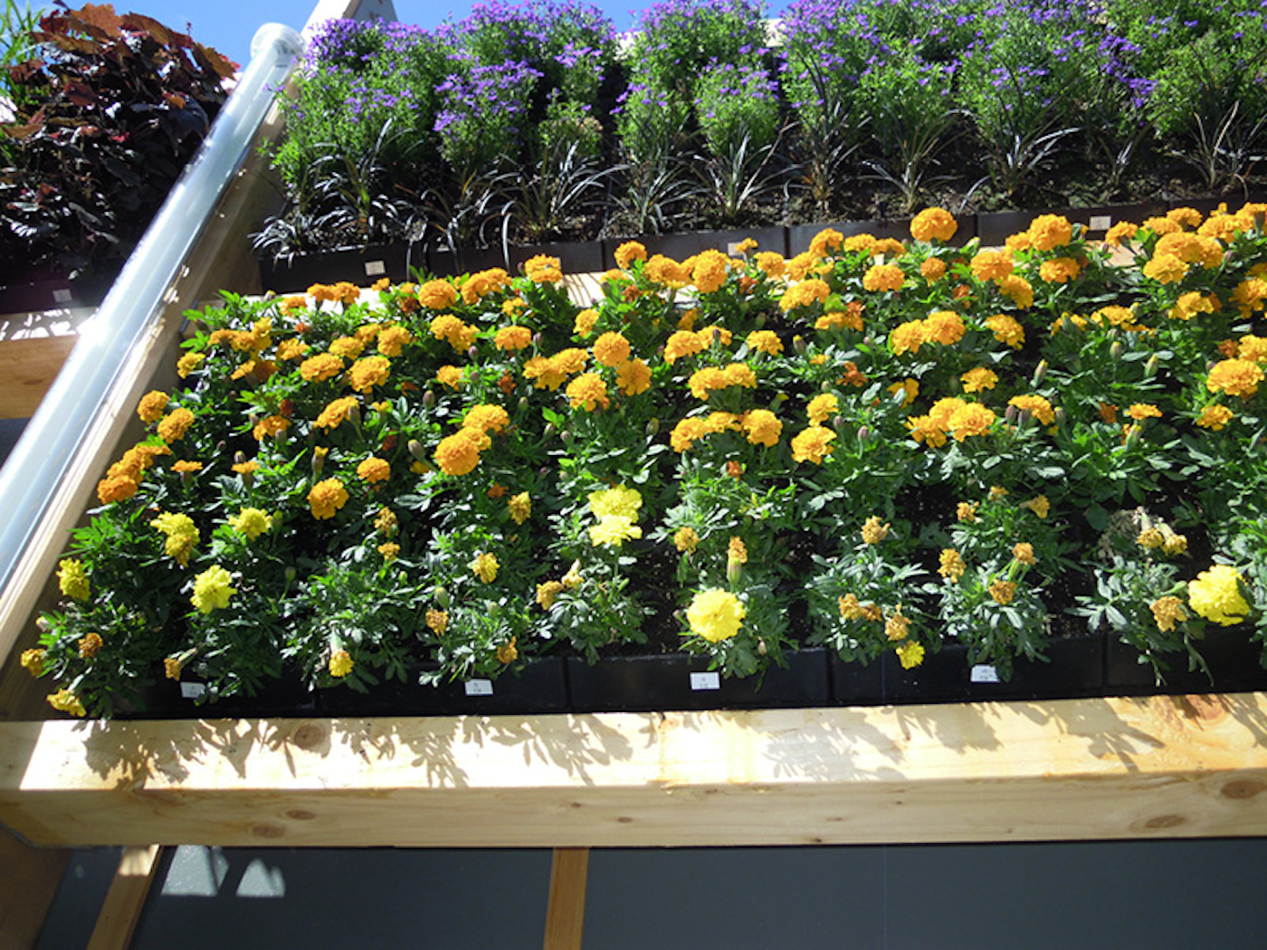 flowering yellow plants in living wall modules on purpose built timber structure