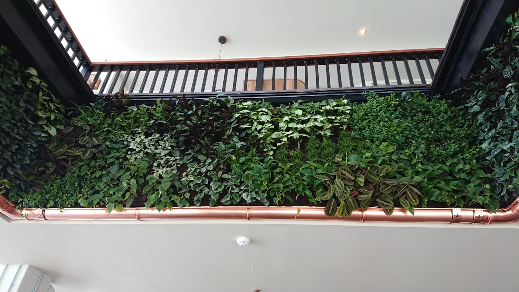Looking Up At The Living Wall At The Oystercatcher Restaurant
